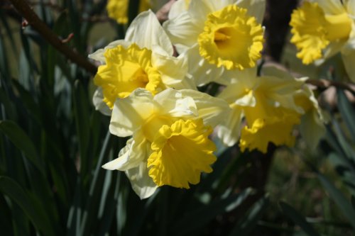 scl-photography:Daffodils | Suzanne Lynch