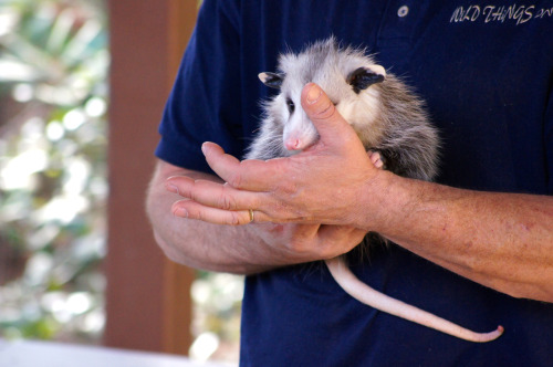 f-emasculata:  REALLY just wanna take this chance to remind the people who follow me to not kill/trap opossums if they’re in your yard, and do not call animal control! Seriously. Opossums are literally 100% BIOLOGICALLY INCAPABLE of carrying rabies.