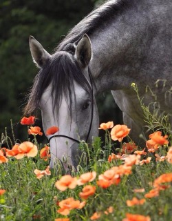 Fancy a bare back ride in the meadow with