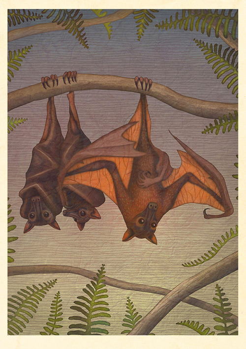 BATS! A series of illustrations created for the Earth Touch / Smithsonian Channel documentary CRAZY 