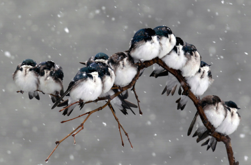 accessiblecoldtimes: nubbsgalore: swallows huddled for warmth, photographed by keith williams and da