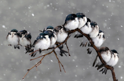 eammod:nubbsgalore:swallows huddled for warmth.