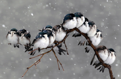 sarugetyou:nubbsgalore:swallows huddled for warmth. (source: x, x) @hooshizzoria @temphunters