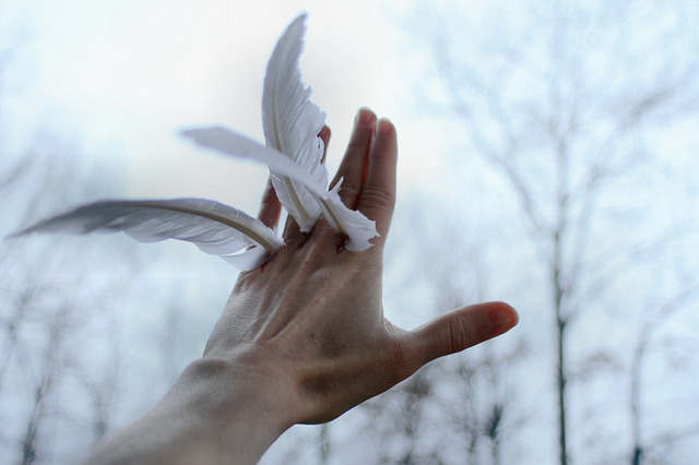 coldemi:  Bird by BEYOURPET on Flickr.