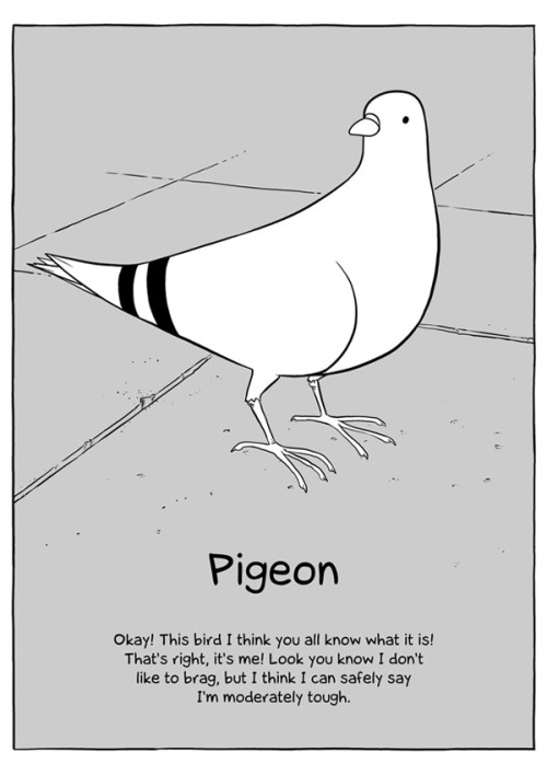 vivegene:City Face’s Book of Birds!Please visit the source for beautiful comics.