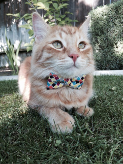 awwww-cute:  A classy, dapper gentleman 