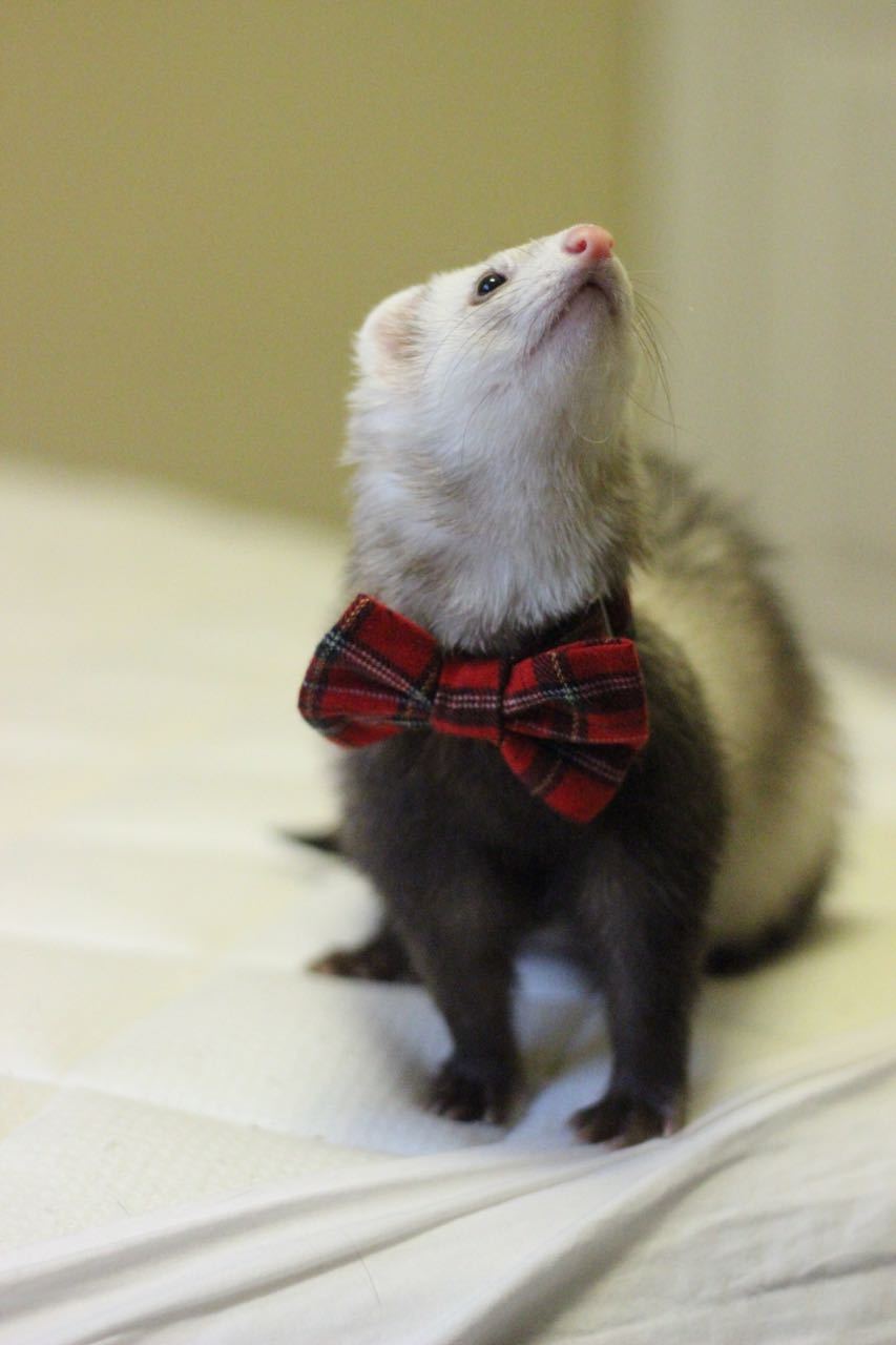 dooktrain:  Alice shows off her dapper side with a little smile :) 