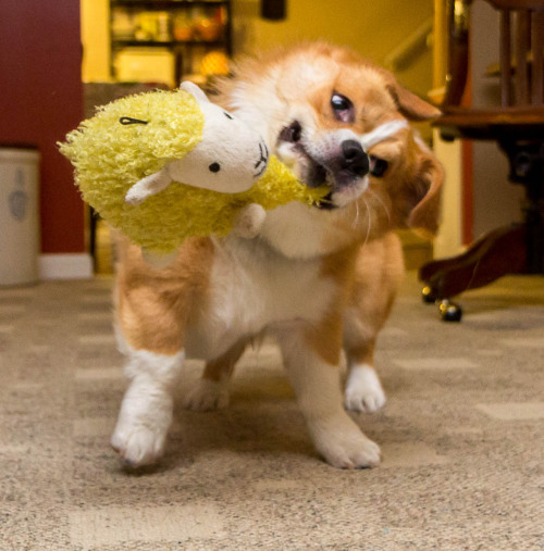 thefrogman:Otis shaking his sheep + high speed shutter = jiggly corgi face shenanigans. 