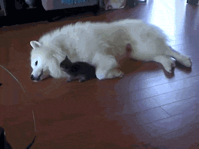 i-justreally-like-cats-okay:  KITTEN vs. Dog x 