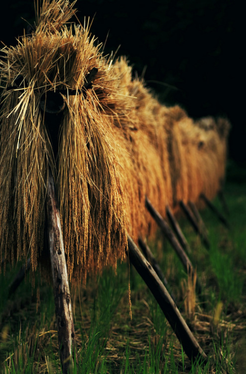 thekimonogallery:Autumn in Japan. Drying the rice harvest.  Photography by arixxx on Flickr