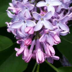 lordofcrisps:  The station did smell  lovely. I wonder why a big lilac bush waa growing there anyway?