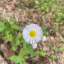 chrysanthemum-crypts