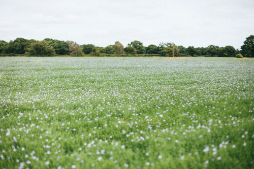 floralls:    by  Kat Heyes   