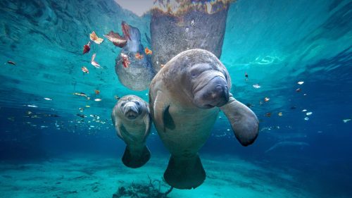 Happy Mother’s Day © James R.D. Scott/Getty ImagesOur mama manatee and her calf are gliding through 