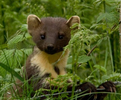 brigantias-isles:Pine marten