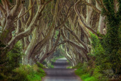 cedorsey:  Sunday’s Theme: Actual Landscapes Filmed In Game of Thrones: Kingsroad The Dark Hedges, Northern Ireland by James PionFind more like this tagged: game of thrones 