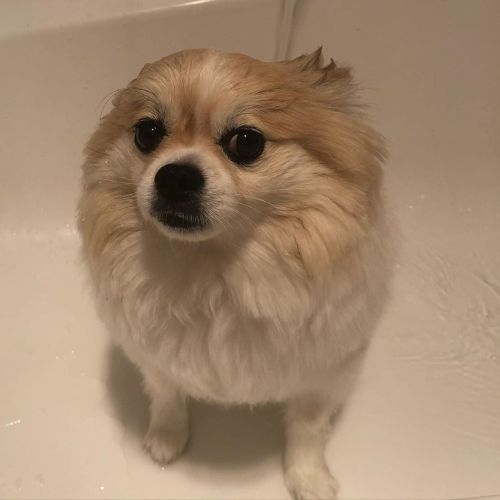 You think he regrets rolling his face in that mysterious brown sludge? . . . #pomeranian #chihuahua 