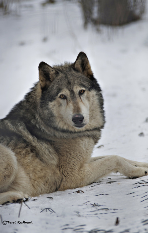 funkysafari:  Gray Wolf by tredhead