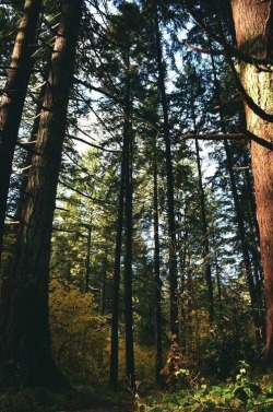 marksgpr:  Forests somewhere in Scotland ✈ – View on Path. 