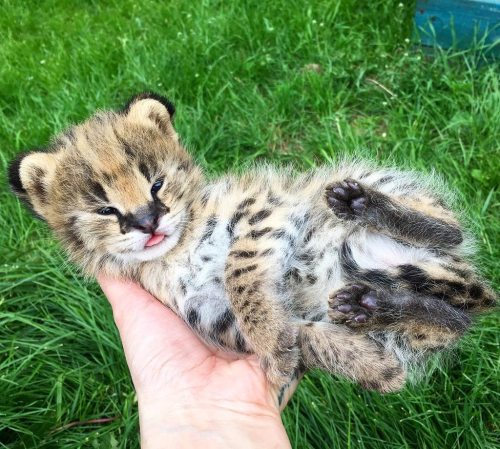 cuteness–overload:Fluffy baby serval kitten.Source: http://bit.ly/1UMfa7O