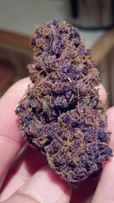 thcfinder:  Black Domina - Hybridhttp://www.thcfinder.com/strains/hybrid/black_domina