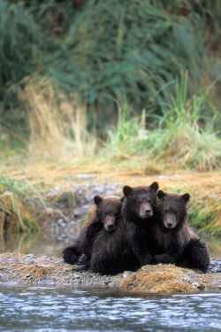 Magicalnaturetour:  Three Adorable Cubs Waiting For Their Mom To Bring Them Some