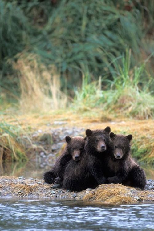 magicalnaturetour:  Three adorable cubs waiting for their mom to bring them some dinner in the park in Alaska. (Steven Kazlowski / Barcroft Media)