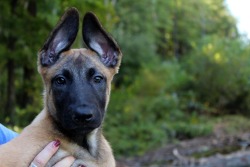 handsomedogs:  Detox the Belgian Malinois. His father Fineas is currently preparing to compete in the worlds Mondio Ring trials in France!