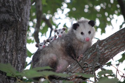whenifeellikeitpossums: