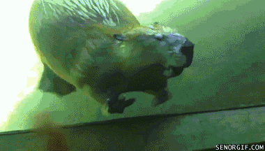 sperciphecles:  ghost-type-jayratina:  georgetakei:  You otter say hi. Source: Awwww Pets  Isn’t this a beaver?   You beaver believe it
