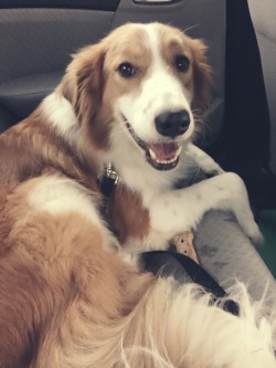 cute-overload:  Rescued this furry cutie at the shelter today, which is also the same day he was dropped off by his previous owner. Meet by new best friend Mylo!http://cute-overload.tumblr.com source: http://imgur.com/r/aww/MCGsjLJ