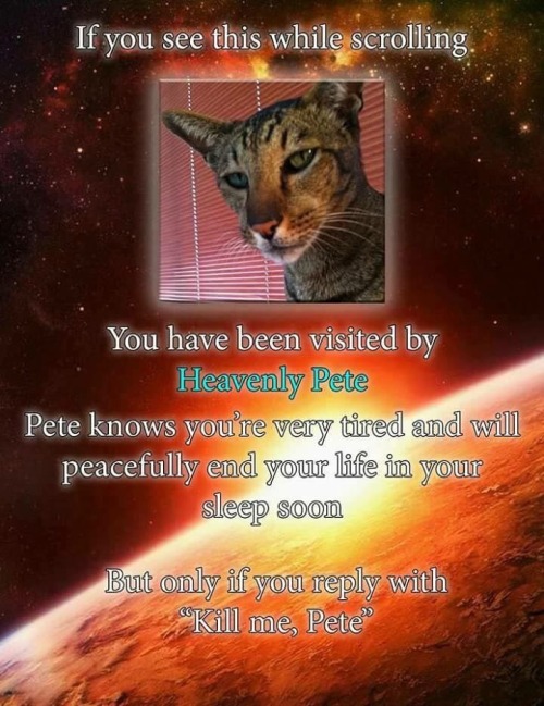 bwrickandmortyquotes:  paradoxicalparadise:  sexint:  ethicalanimefordecenthumanbeings:  cheeralism:  801920:  kill me pete!  Kill me, Pete  kill me pete  Kill me, Pete  Kill me, Pete   Lmao kill me Pete