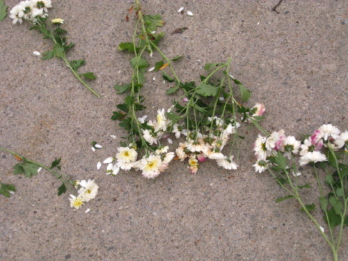 peace-and-awe: abandoned flowers my original photography- please do not remove credit