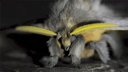 bouncybat:  jtotheizzoe:  If you’d like to learn more about this adorable little