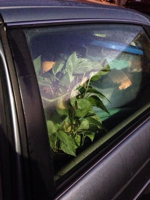 11.6.16 - Houseplants: an essential part of any 3,000-mile roadtrip!