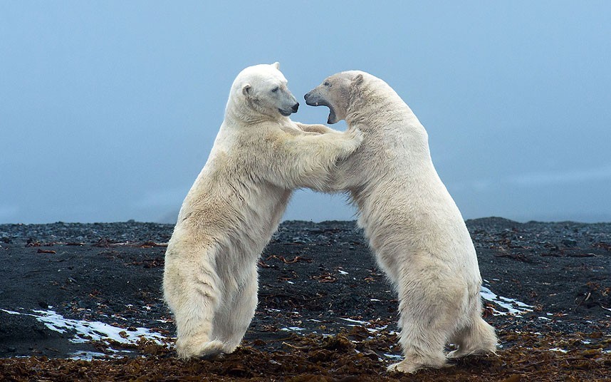 Svalbard, Norway
Polar bears appear to dance (via Telegraph)