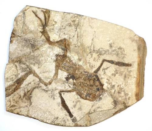 A fossilized frogThis critter was found in the České středohoří, Mountains of Bohemia, the Czech Rep