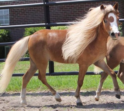all-the-horses: Hamlet Hawk x Princesse Miniature Horse, Gelding Born 2012