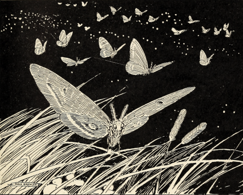 nemfrog:The flight of the lepidoptera. Elementary Science Readers: First Book. 1927.Internet Archive