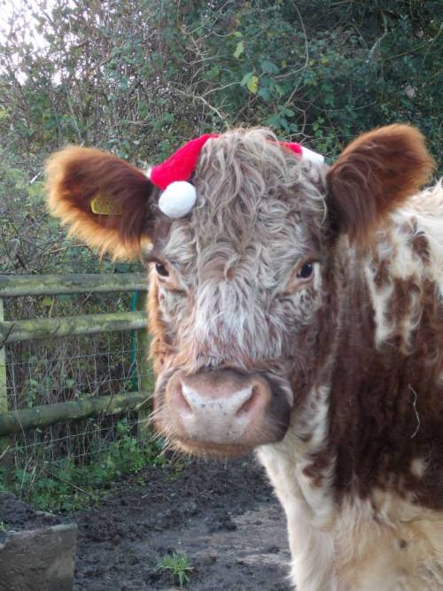 lunaruskin:Hawthorn thinks this Santa hat is a bit undignified. 