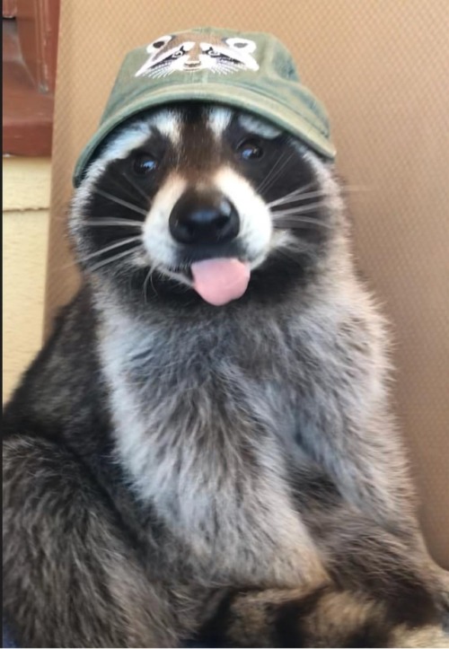 XXX Your daily dose of raccoon photo