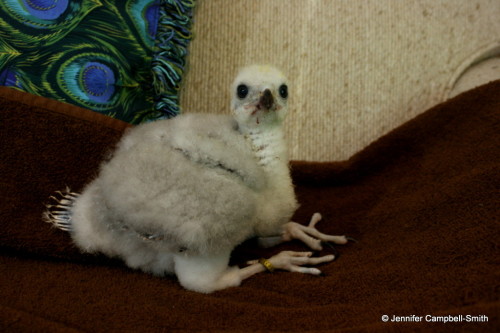 This is my friend’s new baby (eyass) northern goshawk (Accipiter gentilis).  He is a captive b