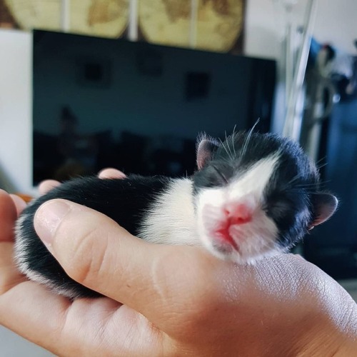 Incase you wondered whay 1 day old kittens look like