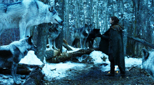 Arya had named her wolf after the warrior queen of the Rhoyne, who had led her people across the nar