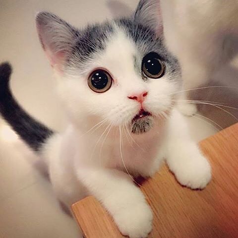 awwww-cute:  ◕.◕ (Source: http://ift.tt/1OBxD7e)