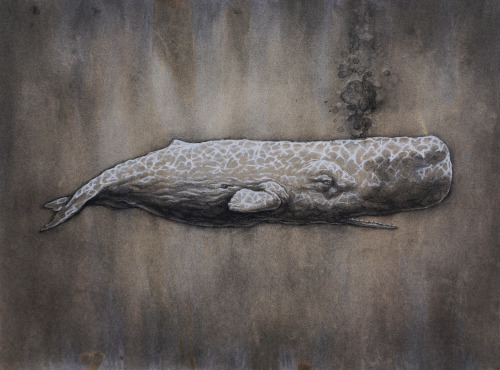 Sperm Whale (30″ x 23″) [SOLD]