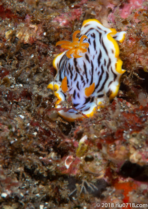 umiusi-si:クロスジウミウシ Chromodoris sp.