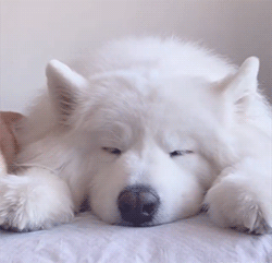 *boops Your Nose* Send This To Ten Blogs You Think Are Lovely And Deserve A Boop On The Nose!!