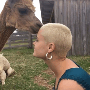 stefaniamodel:Alpaca heaven &lt;3 &lt;3 &lt;3