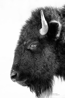 earthandanimals:   Bison Formal Portrait